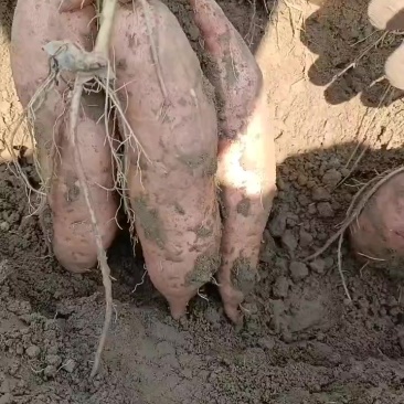 河北龙九红薯上市，质量杠杠，