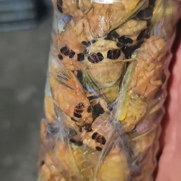 金蝉