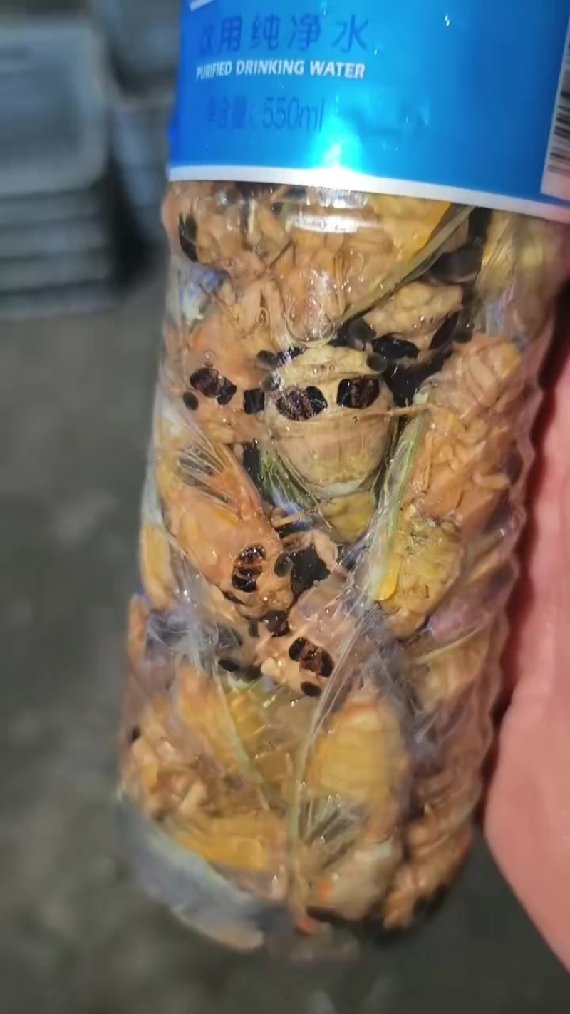 金蝉