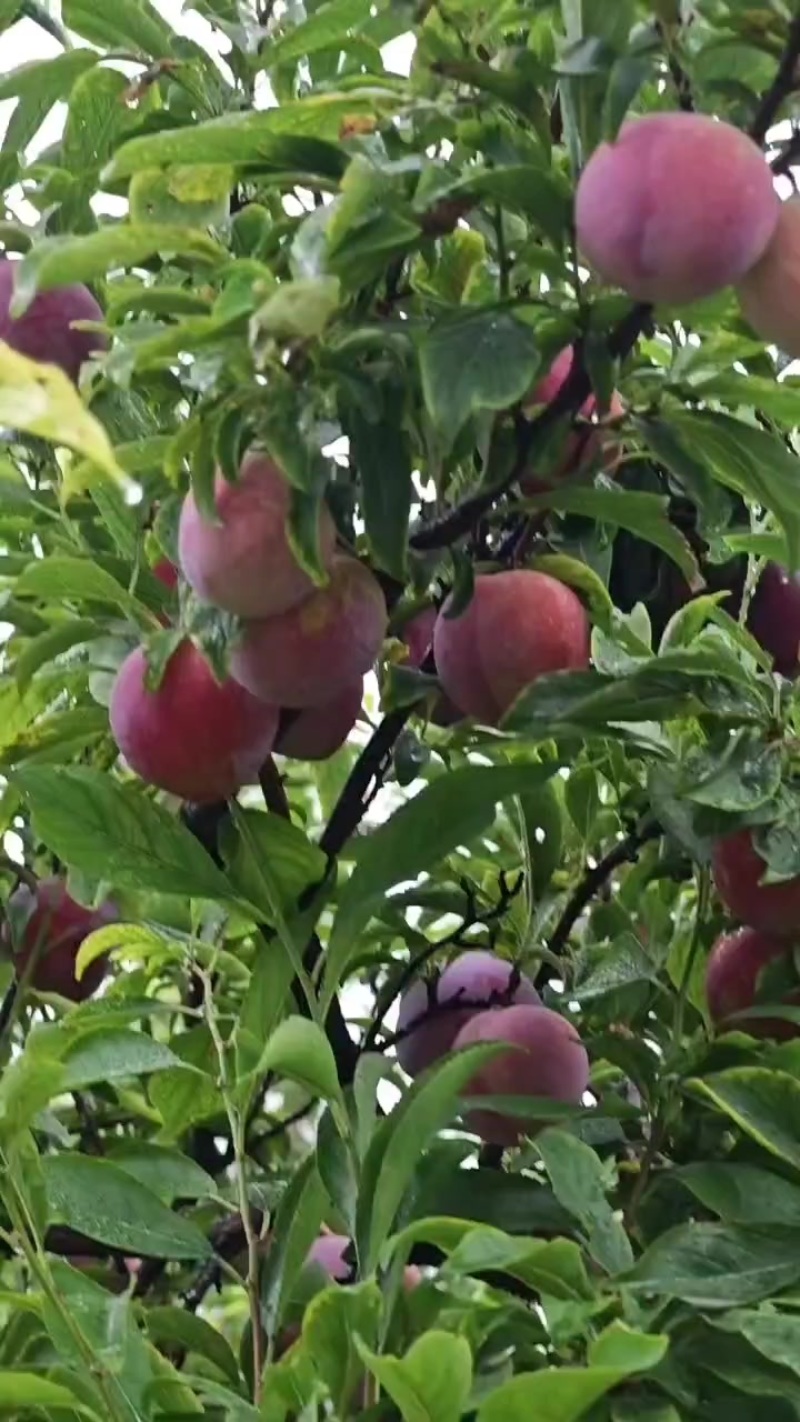 李子大量现货