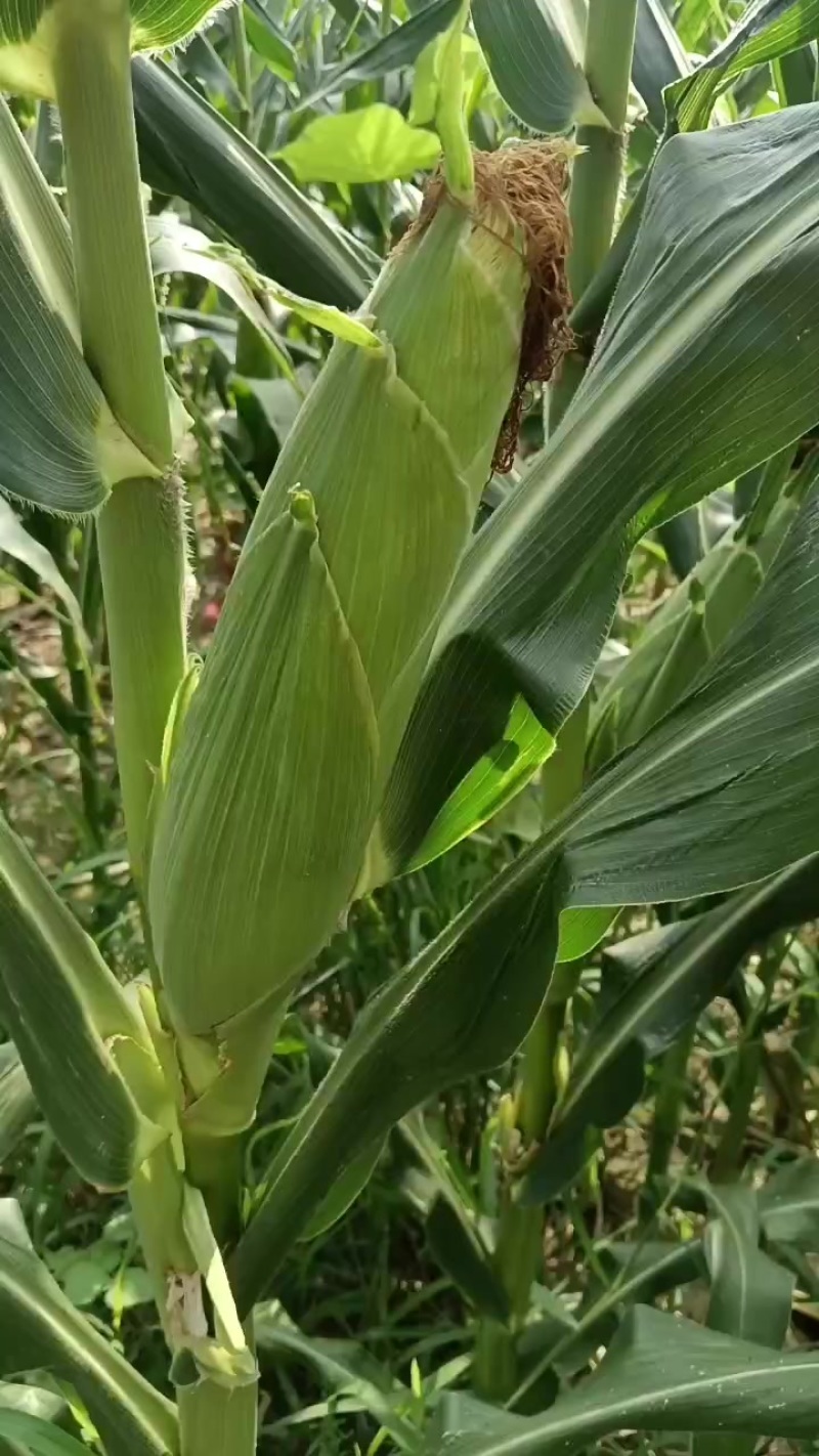 甜玉米