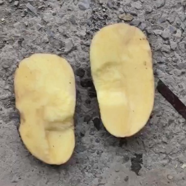 黄心大沃土