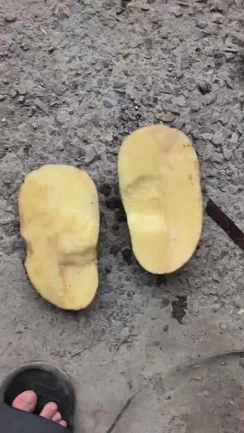 黄心大沃土