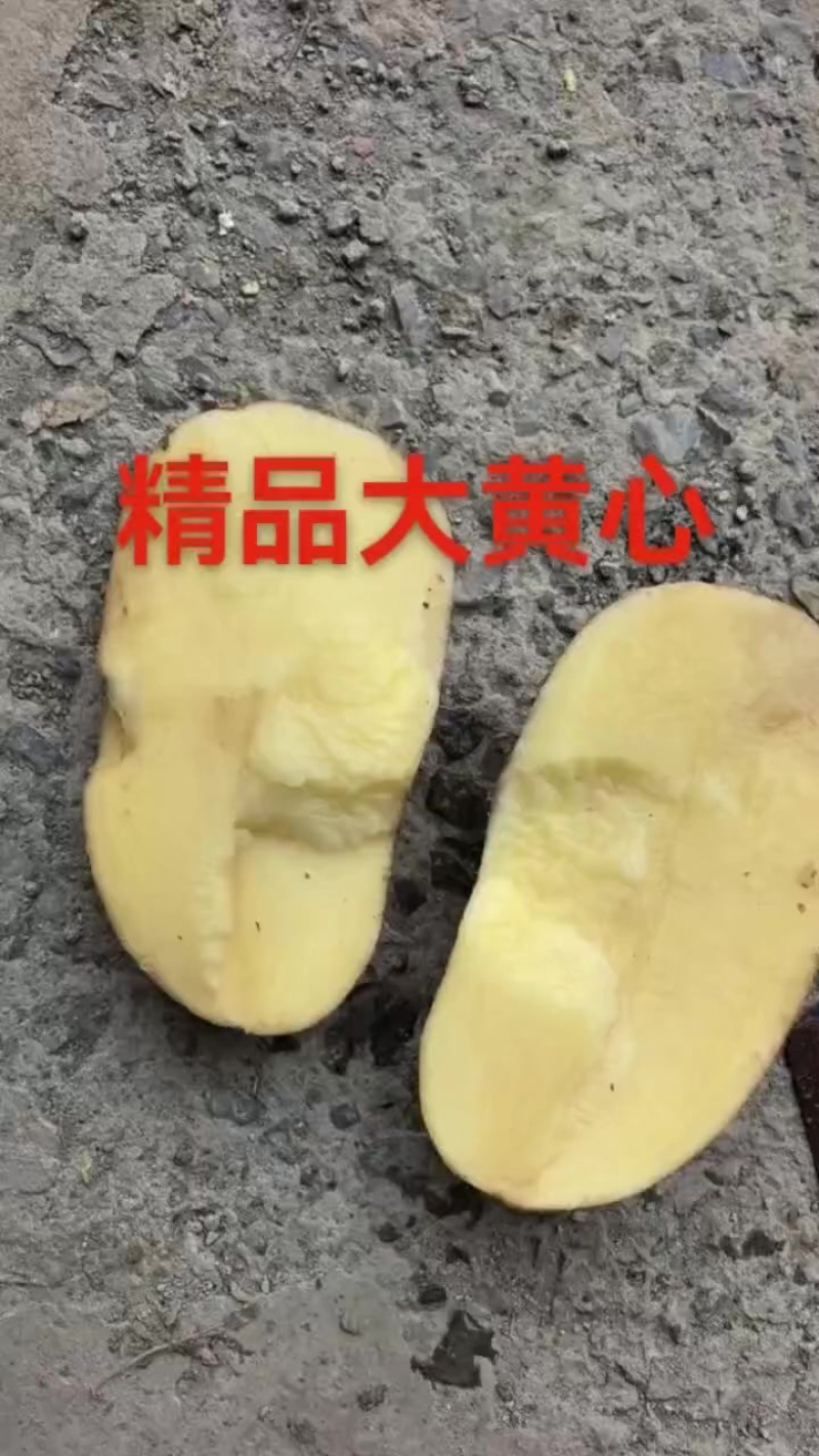 黄心大沃土