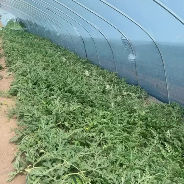 精品无籽麒麟大量有货产地直销