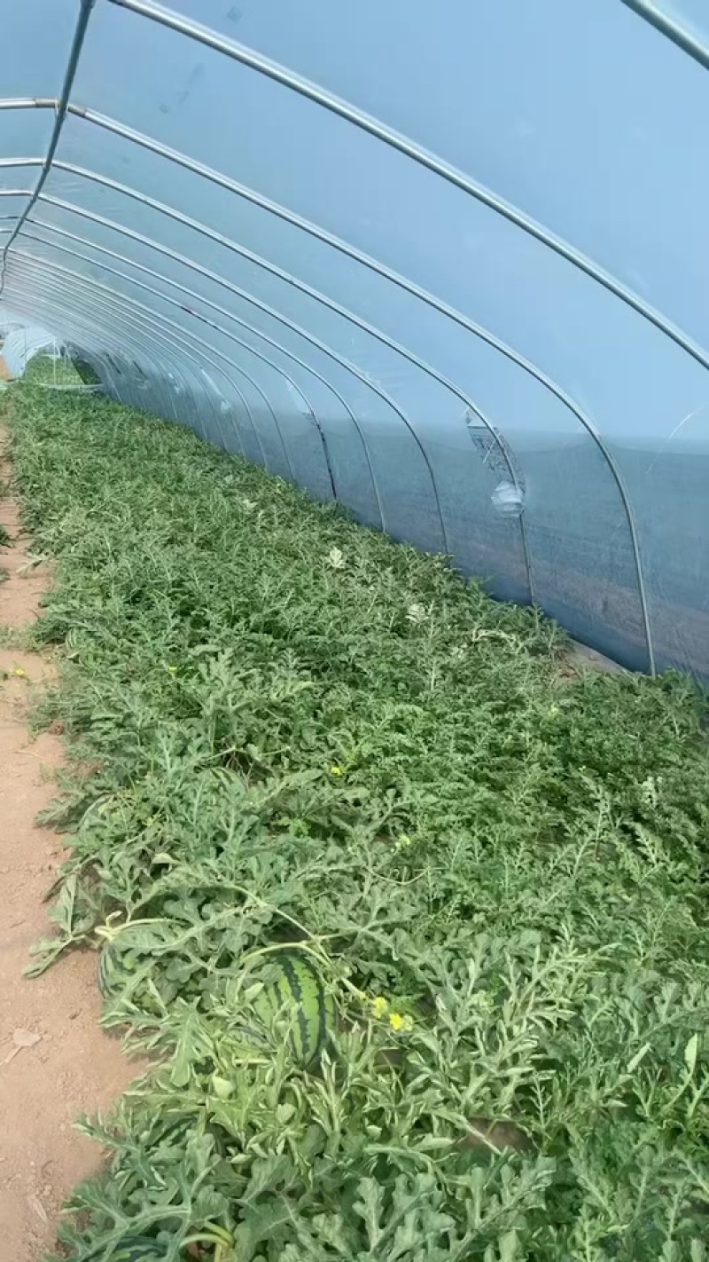 精品无籽麒麟大量有货产地直销