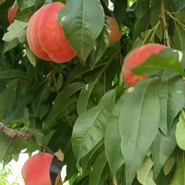 桃