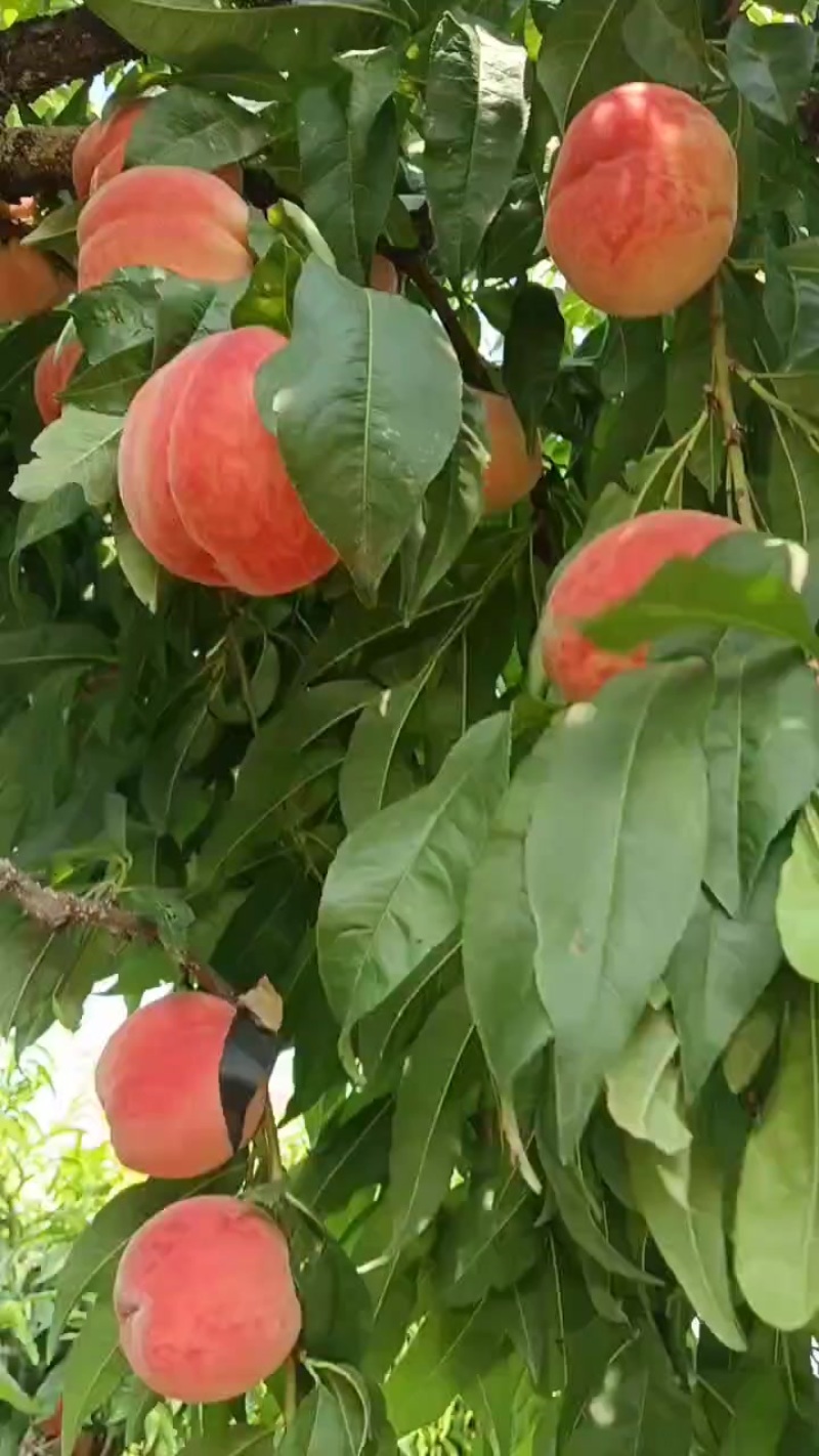 桃