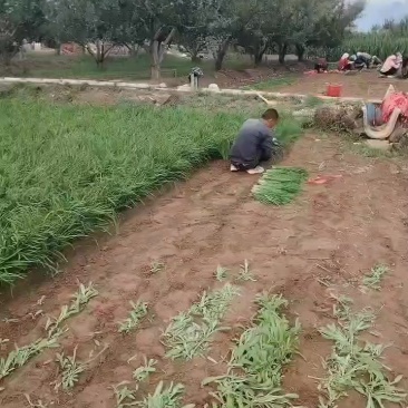 自己家种植的韭菜，往出卖，有需要的可以联系