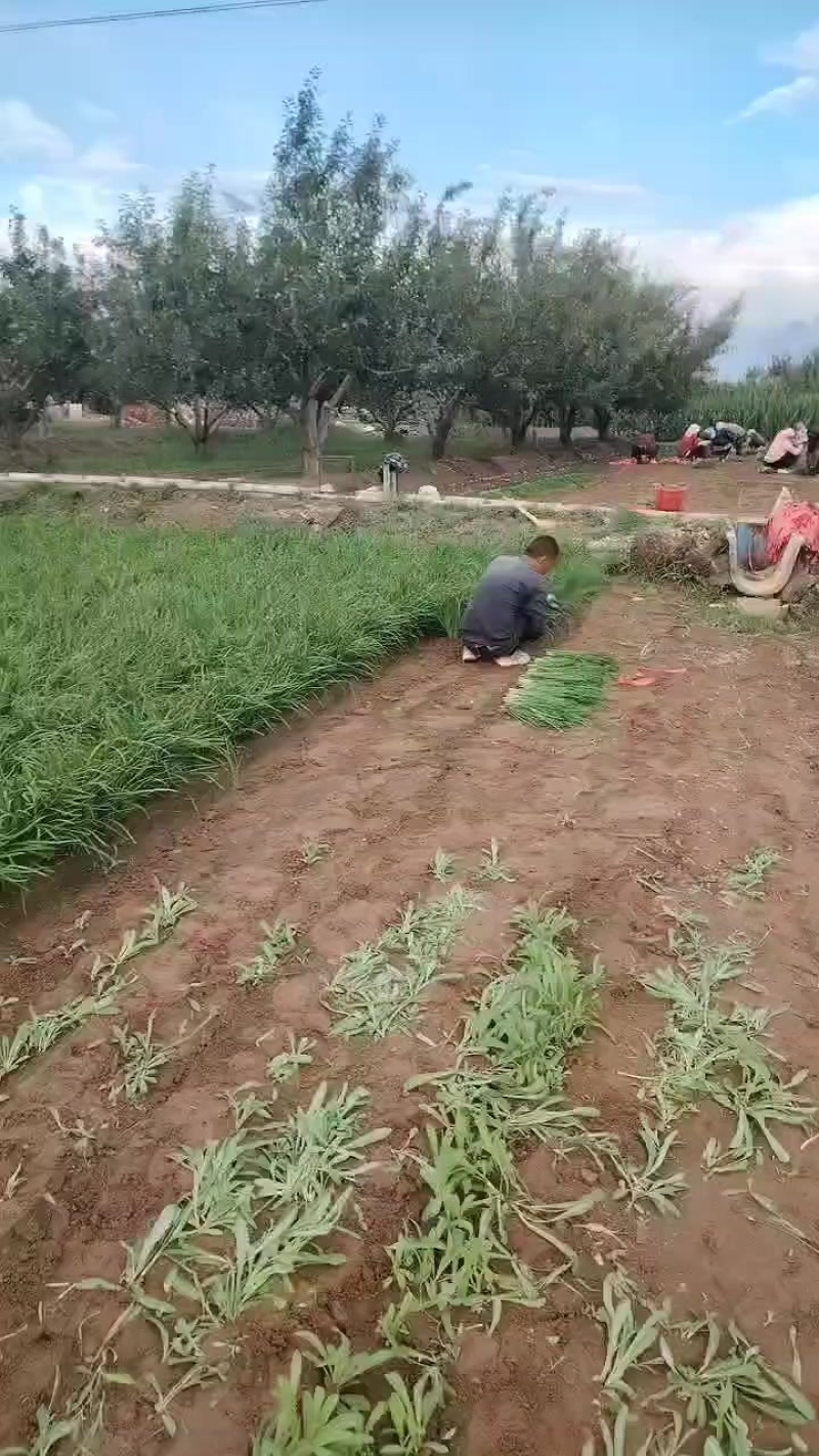 自己家种植的韭菜，往出卖，有需要的可以联系