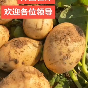 改良沃五。黄皮黄心