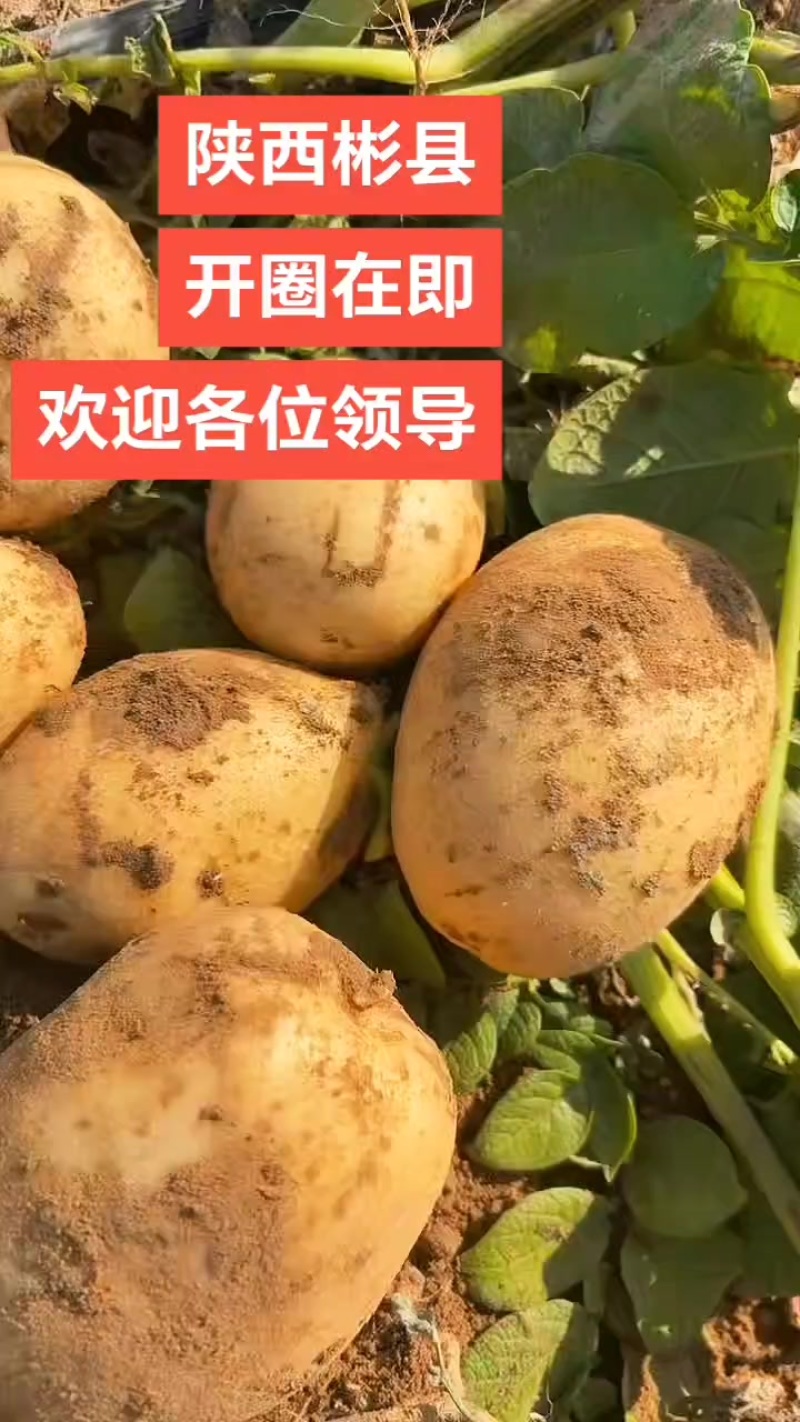 改良沃五。黄皮黄心