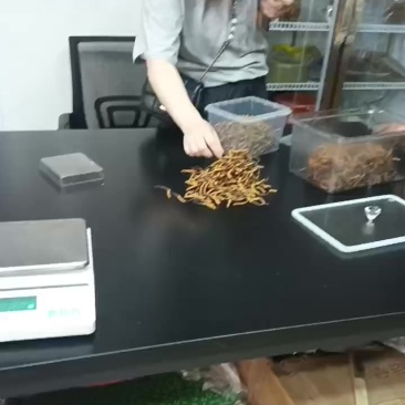 冬虫夏草
