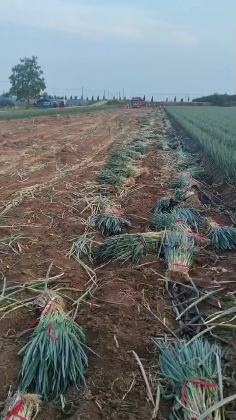 精品钢葱