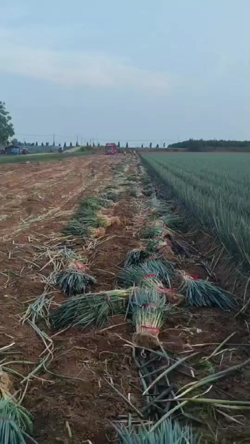 精品钢葱