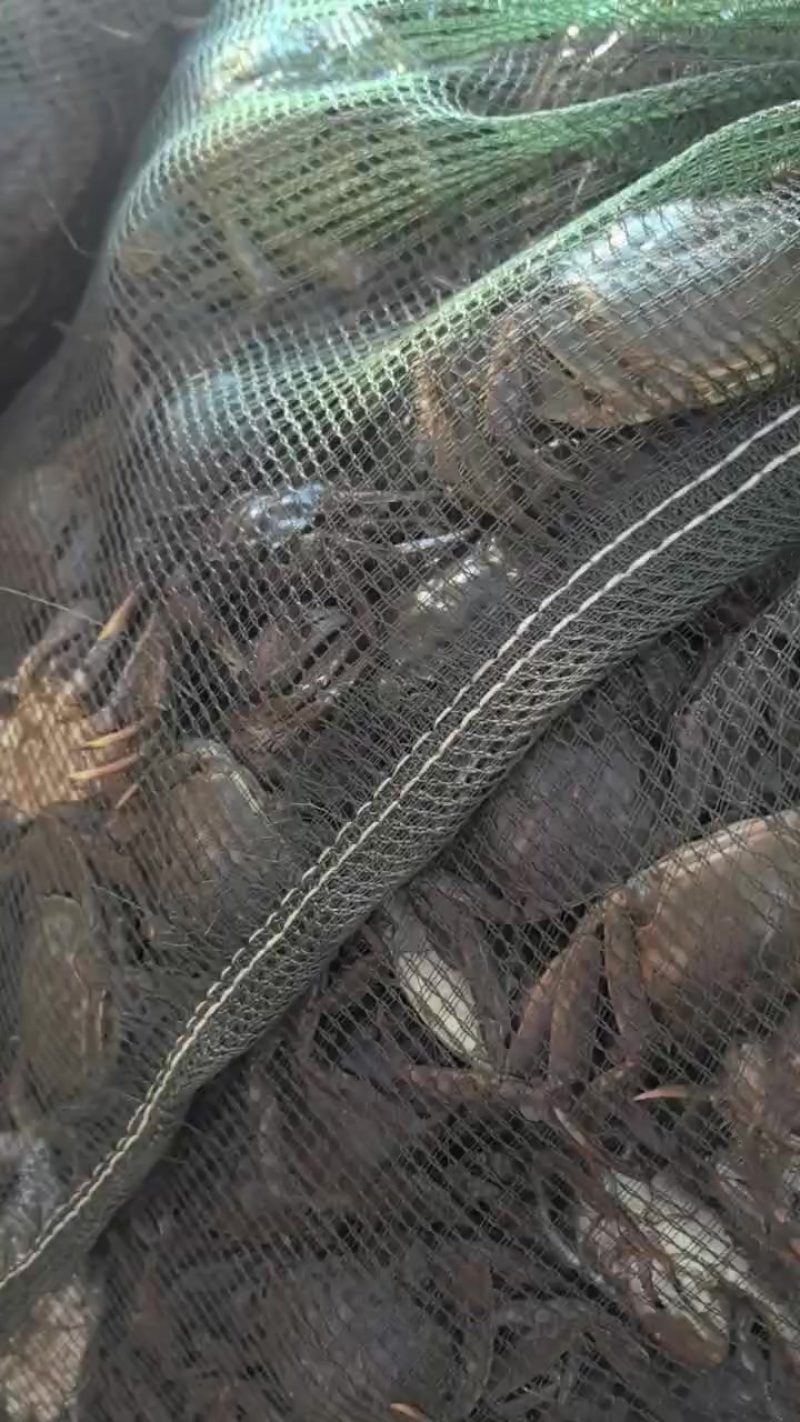 盘锦河蟹！