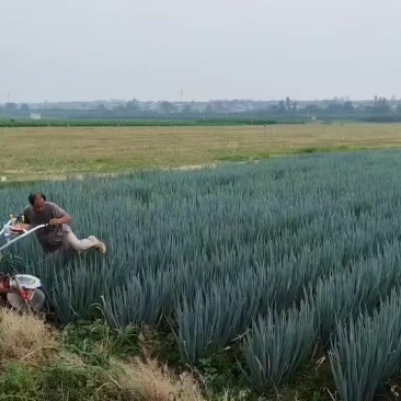 大葱，葱白35公分