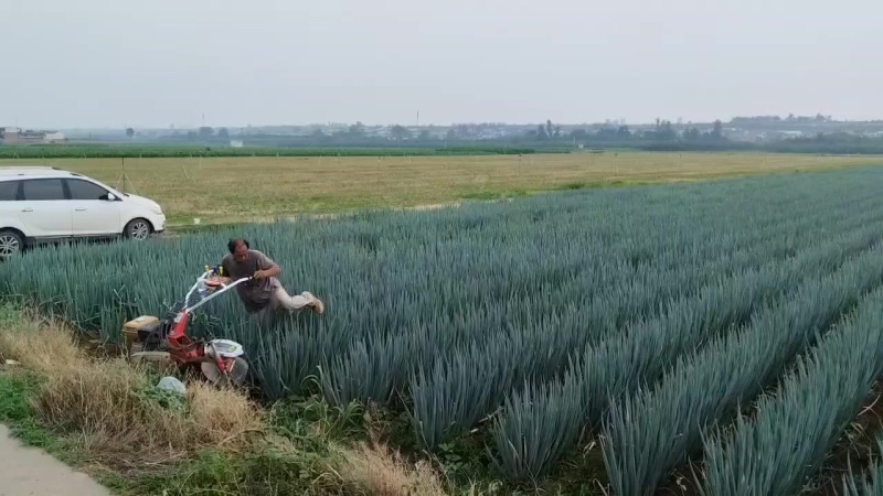 大葱，葱白35公分