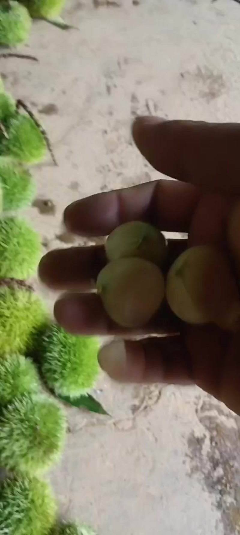 毛壳板粟