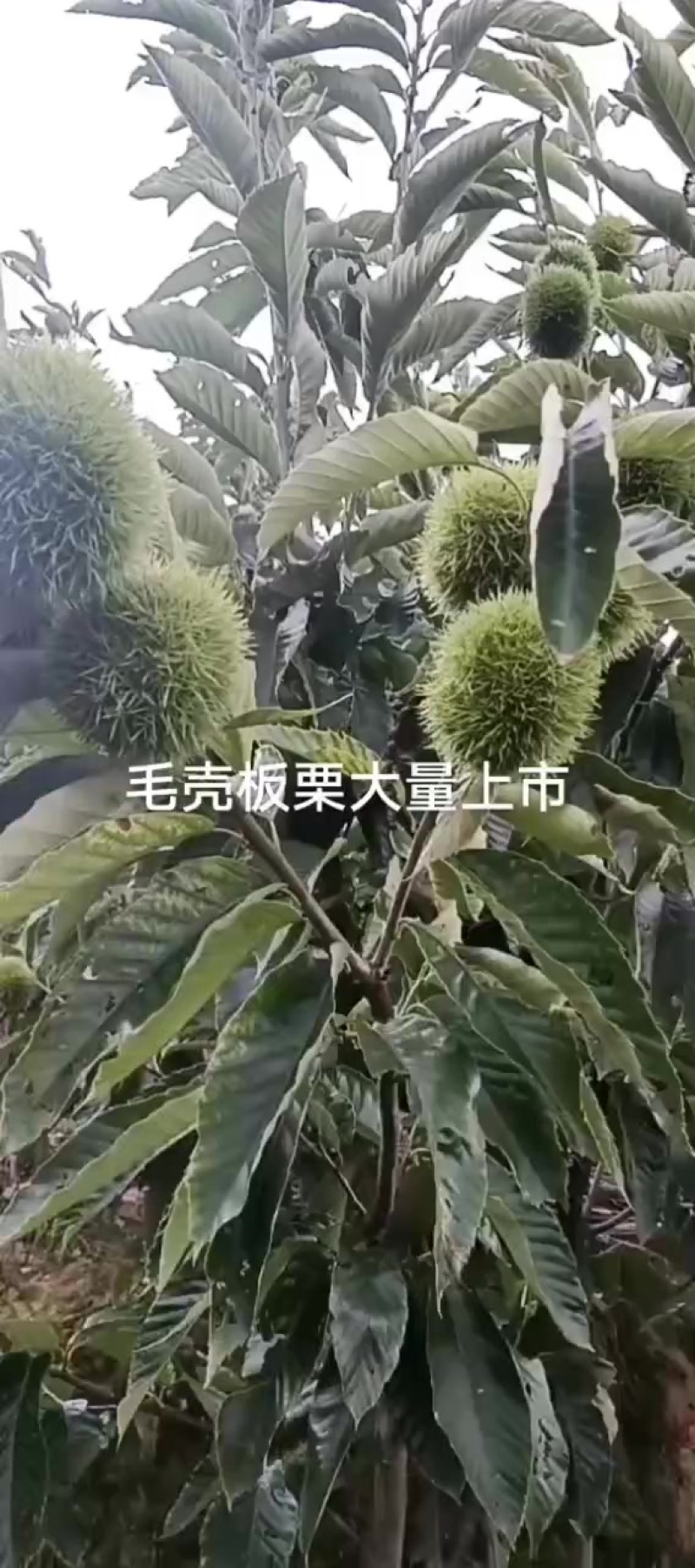毛壳板粟