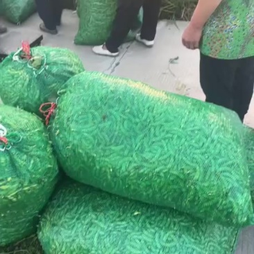 毛豆