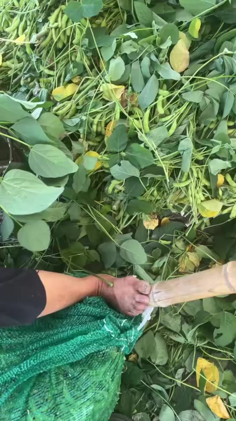 毛豆