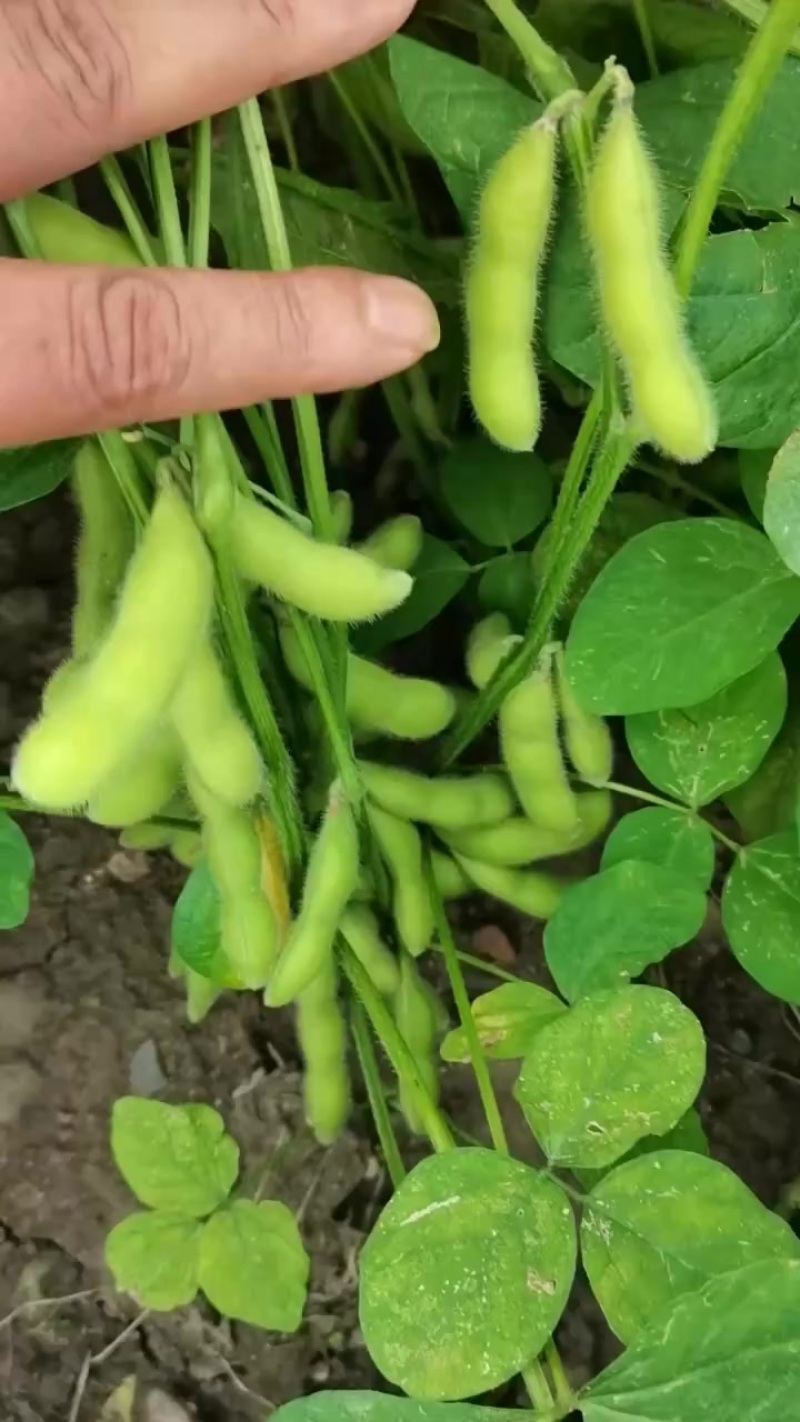 毛豆