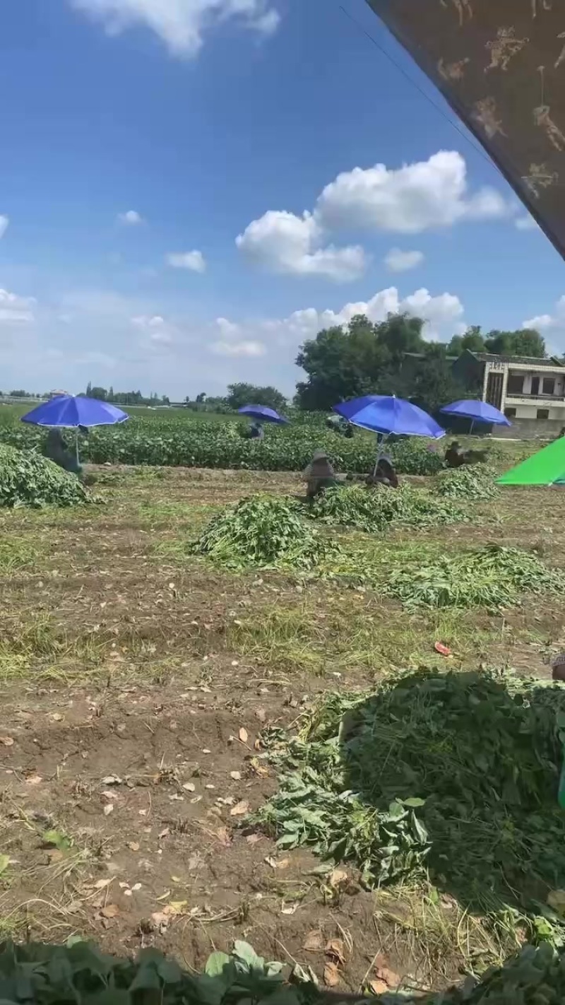 毛豆