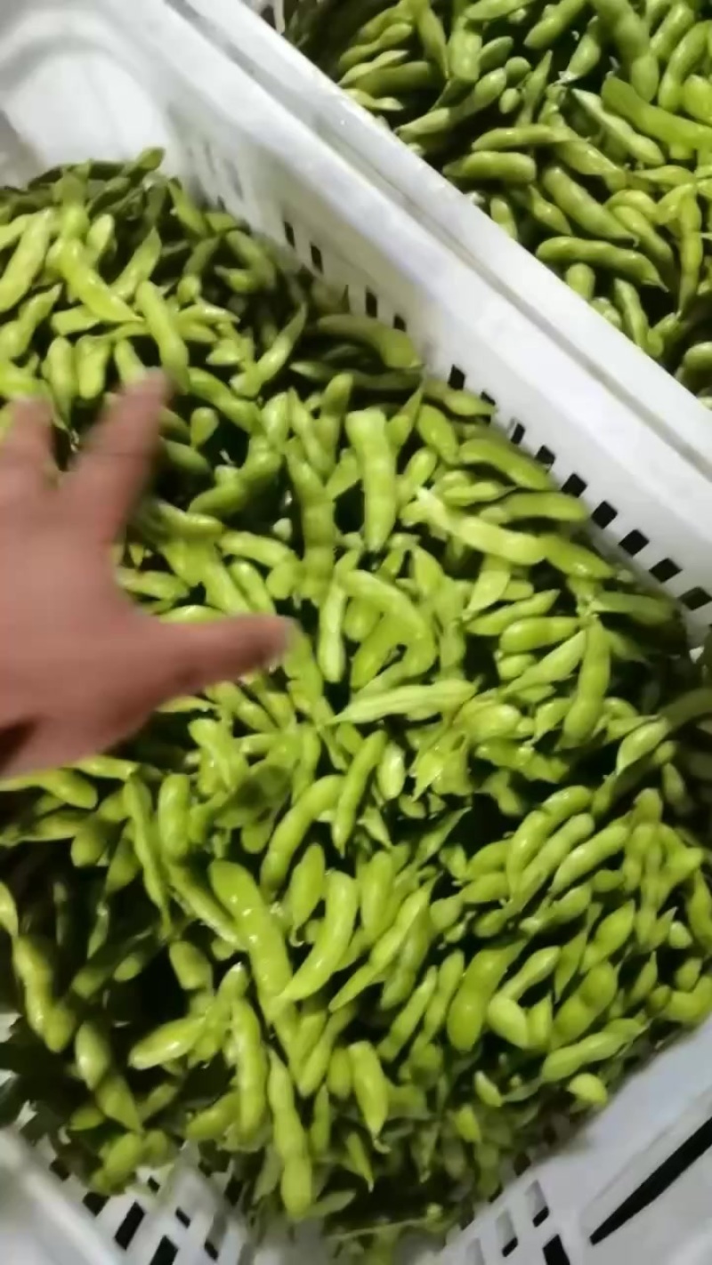 毛豆