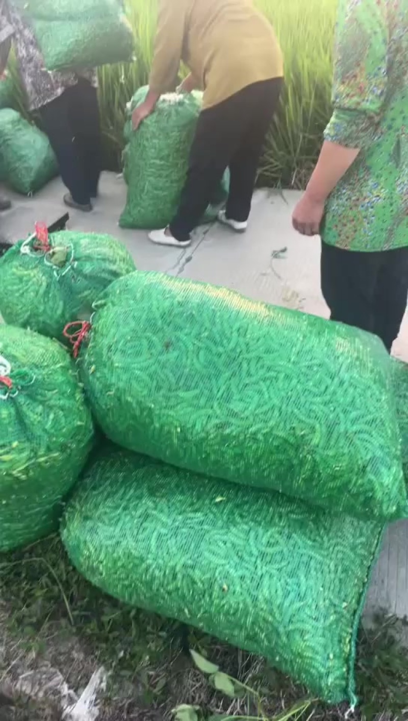 毛豆