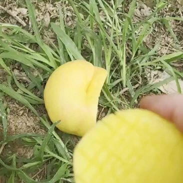 油潘7-7不是彩虹潘