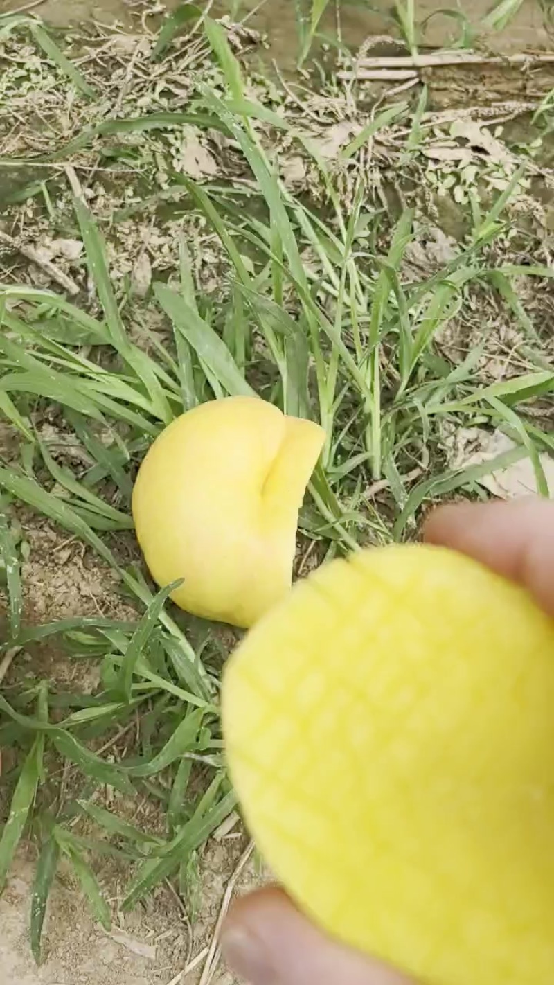 油潘7-7不是彩虹潘