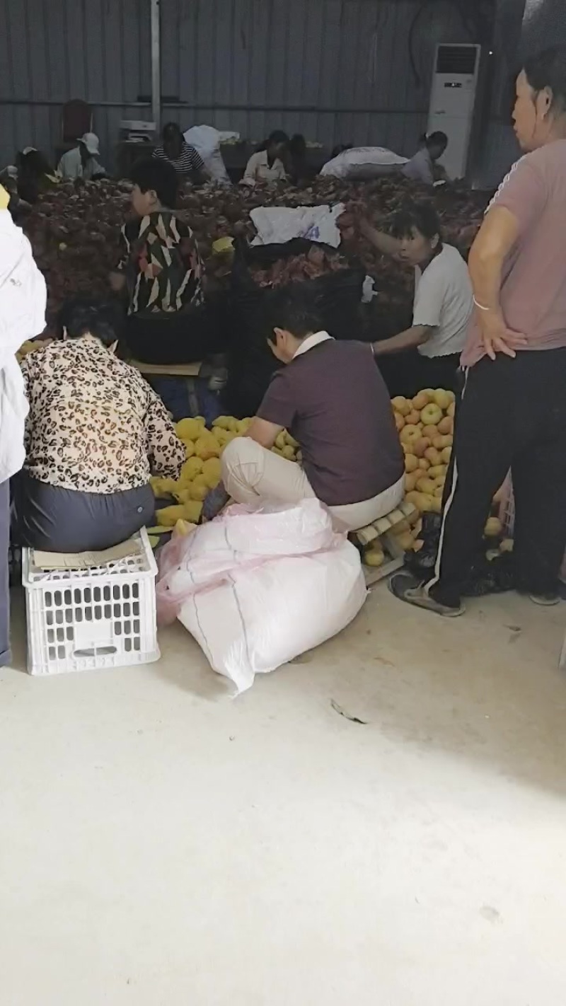 油潘7-7不是彩虹潘
