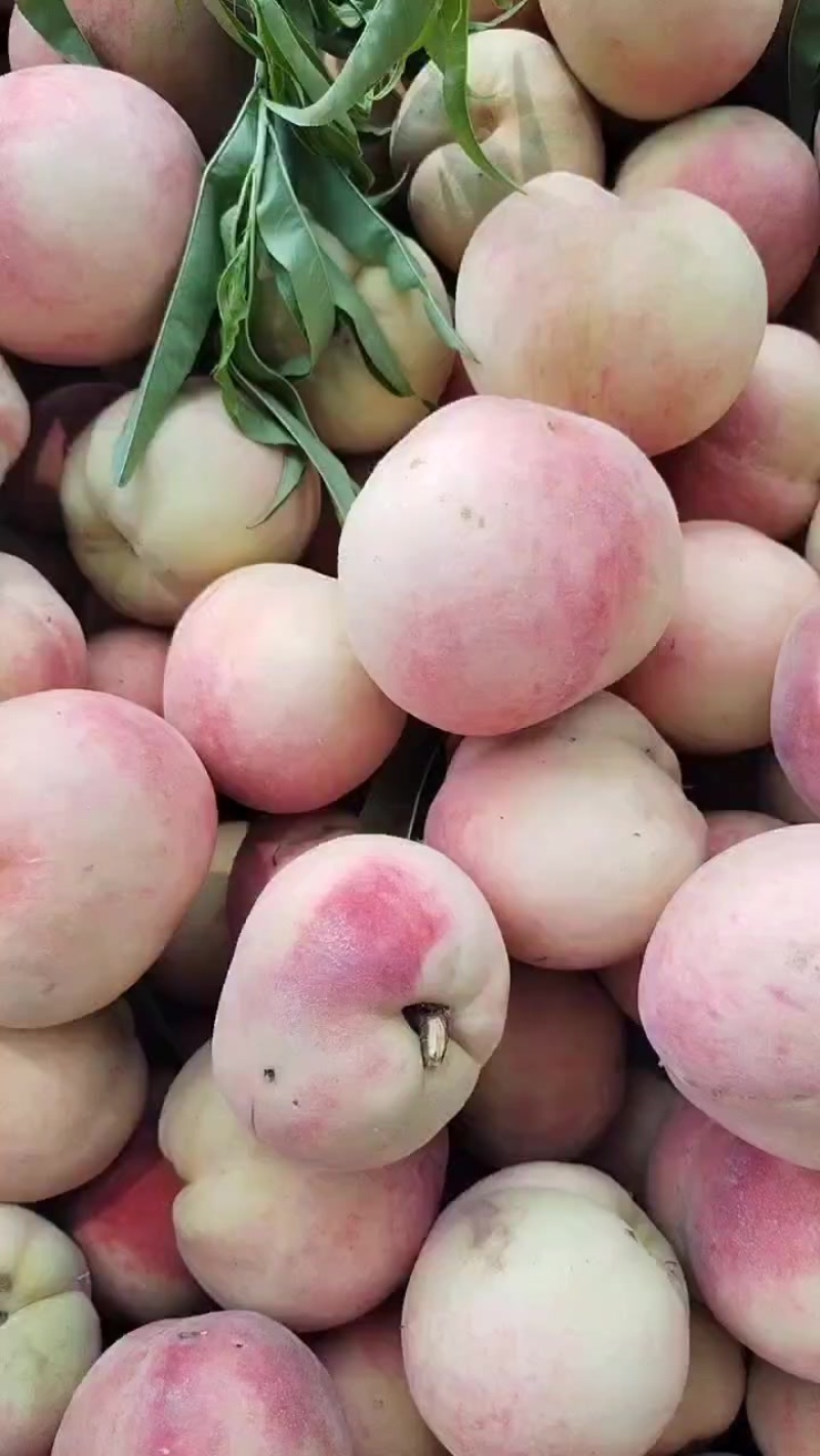 红不软毛桃
