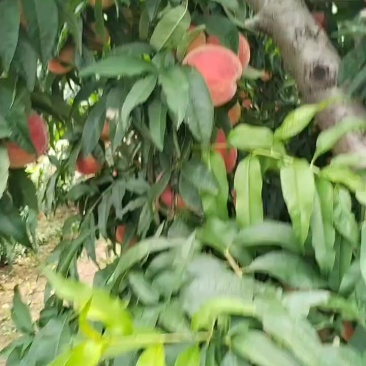 红不软毛桃