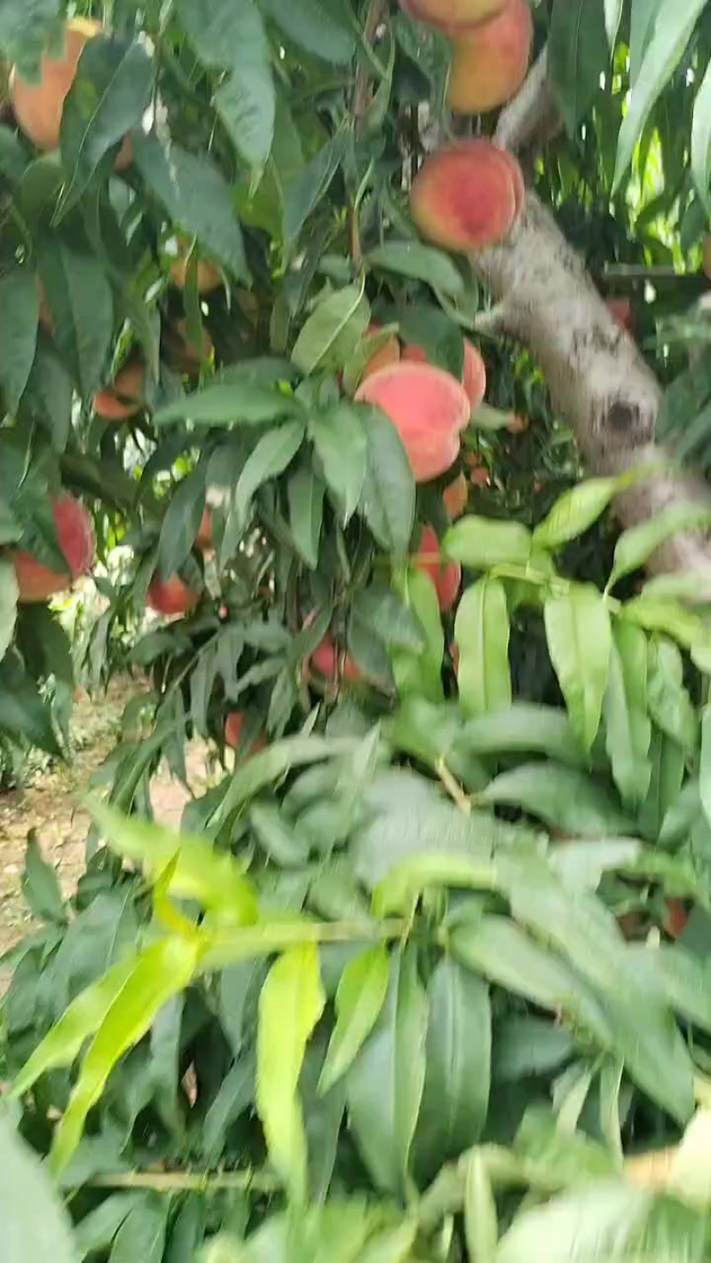 红不软毛桃