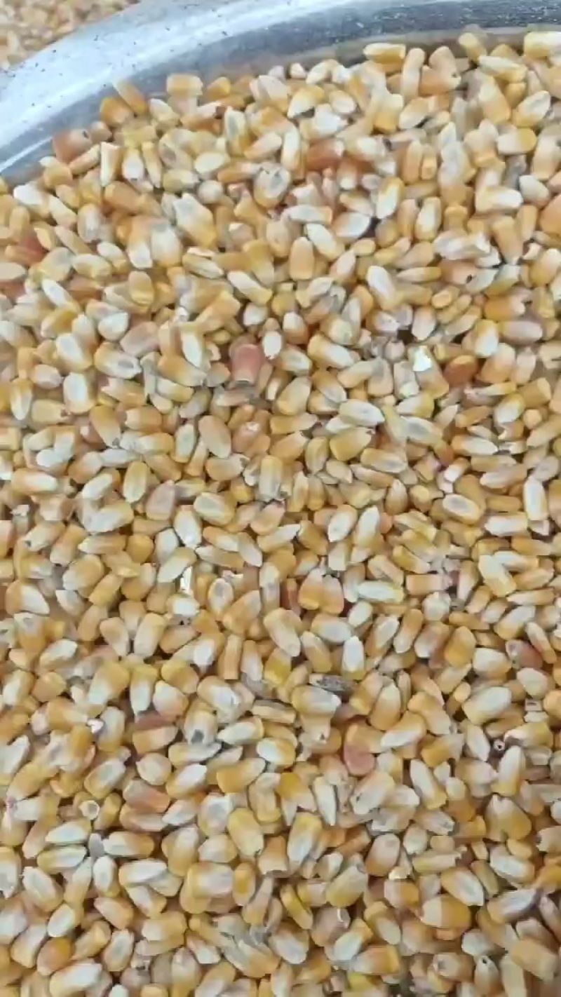 干玉米，现货随时提货