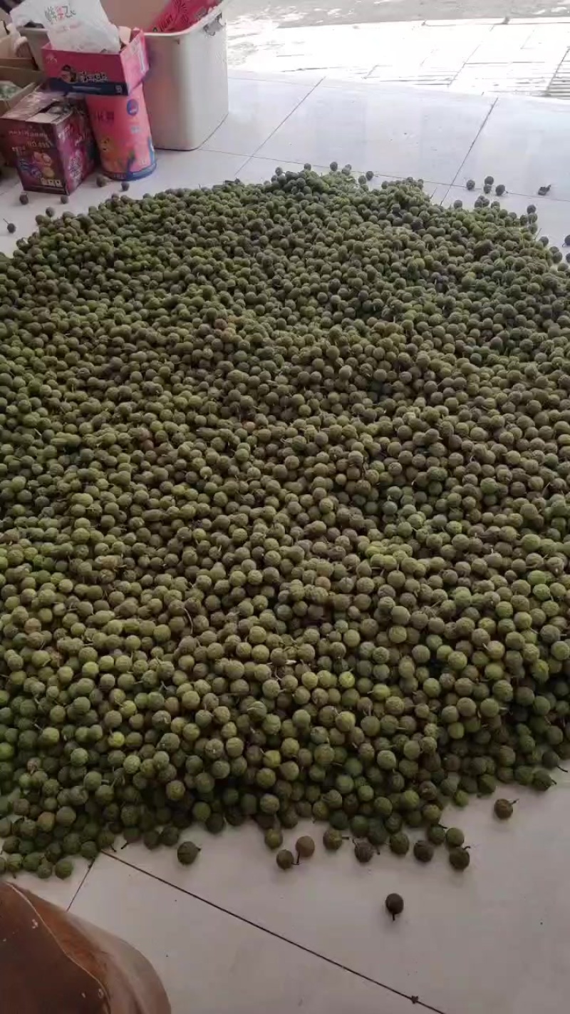 楮实子