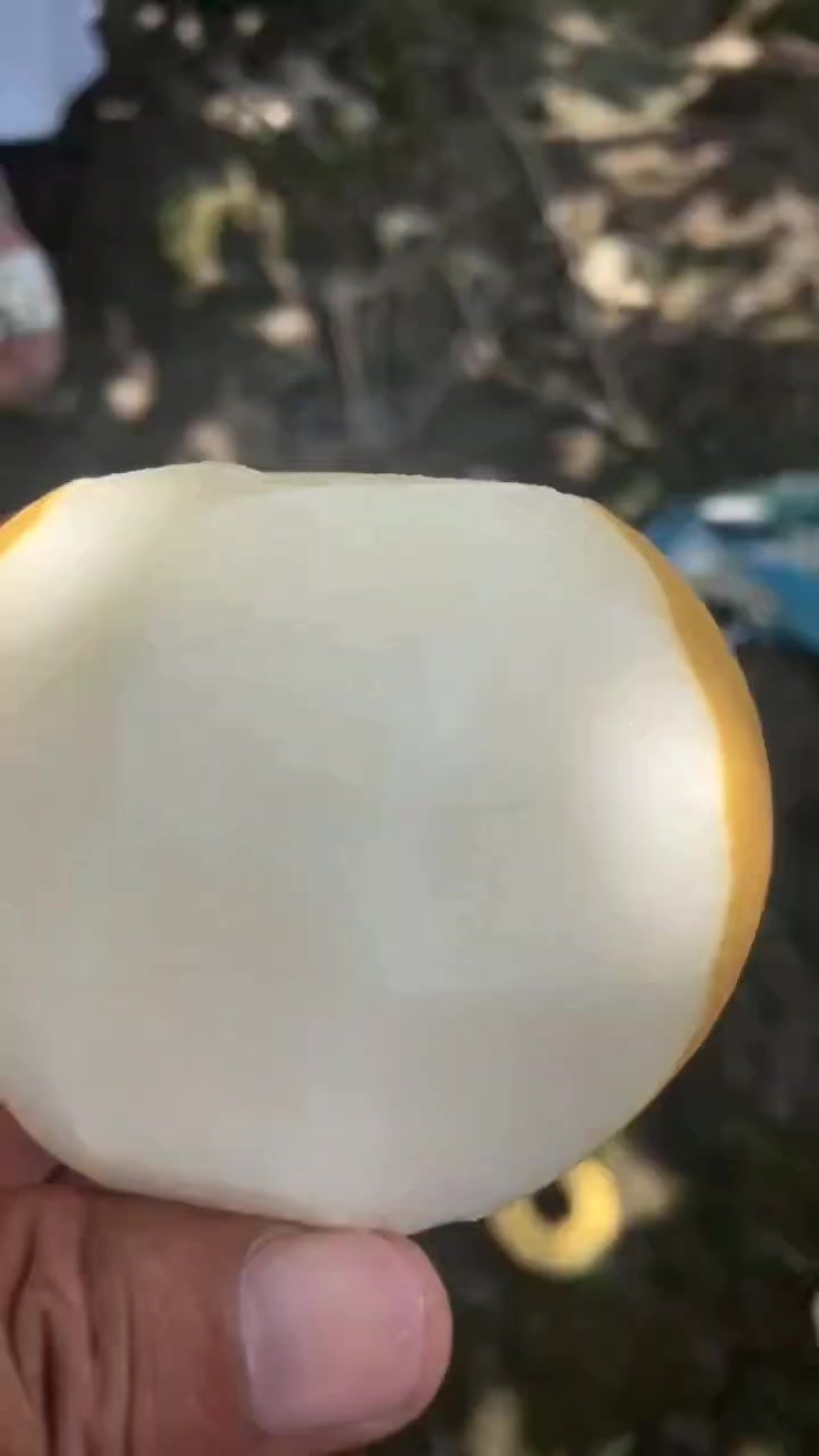 套袋圆黄梨，半斤起，上不封顶，有需要的老板联系我