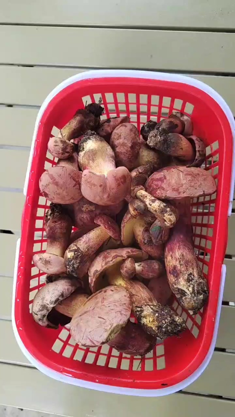 威宁见手青