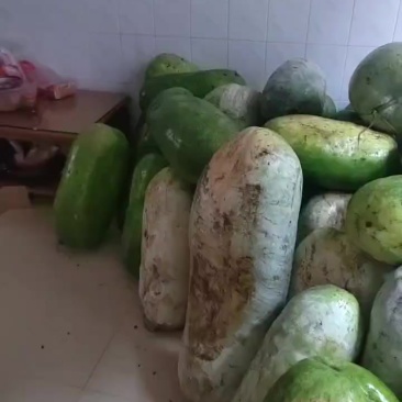 冬瓜