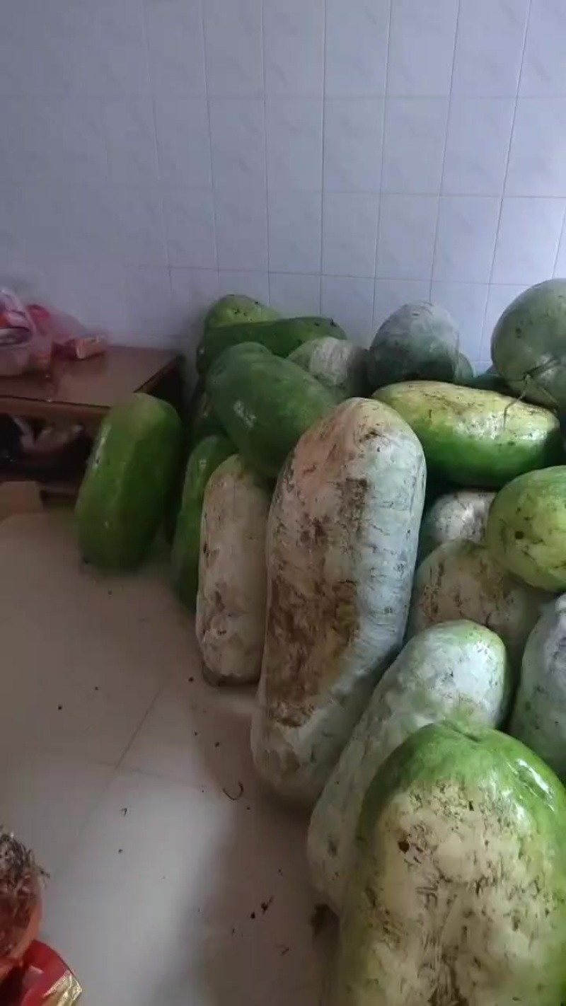 冬瓜