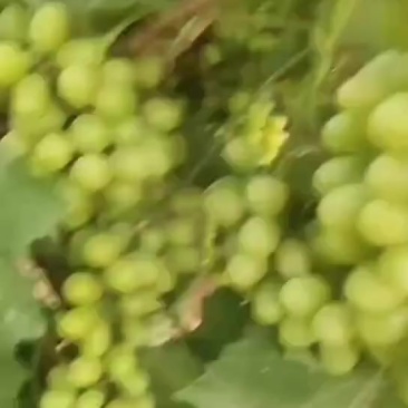 鲜葡萄
