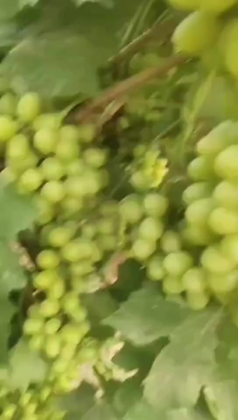 鲜葡萄
