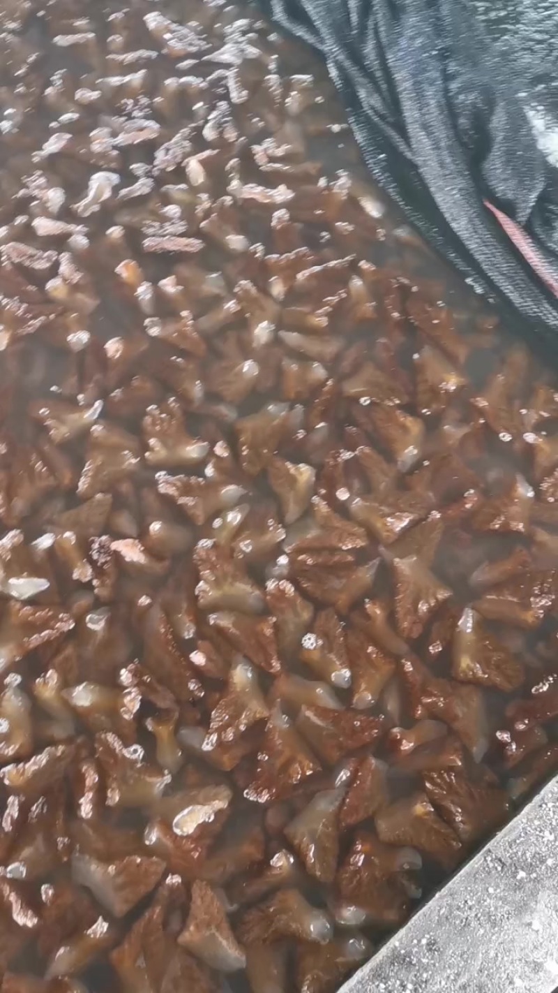 海蜇