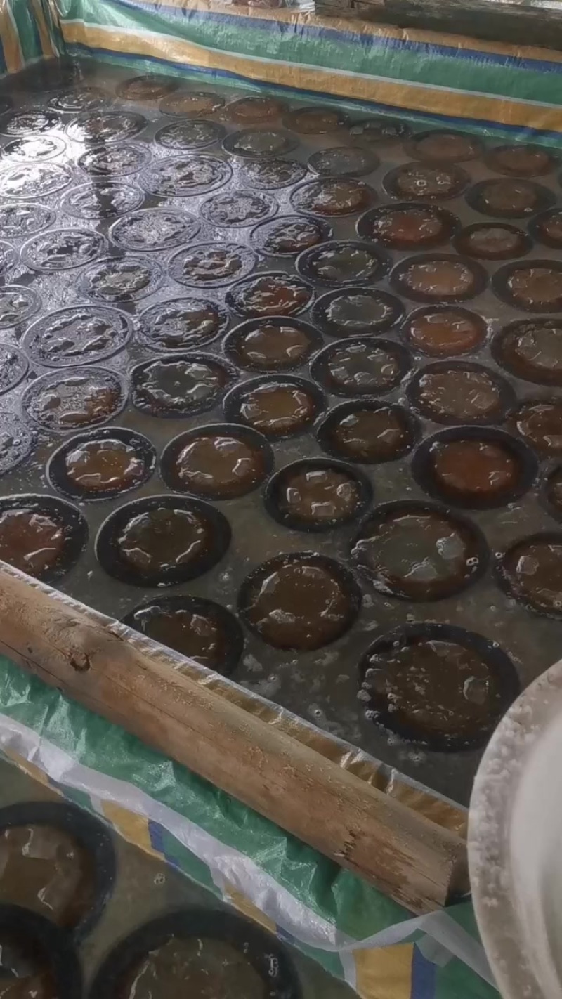 海蜇