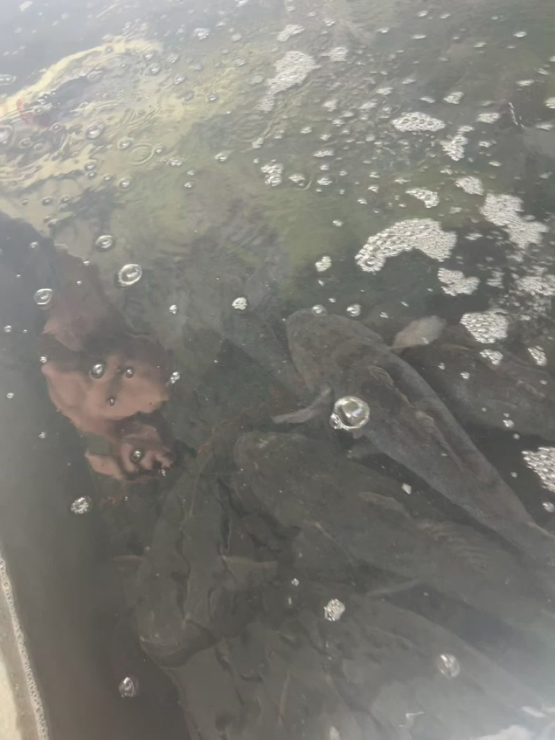 笋壳鱼，规格齐全，货源充足，全国发货