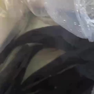 笋壳鱼，规格齐全，货源充足，全国发货