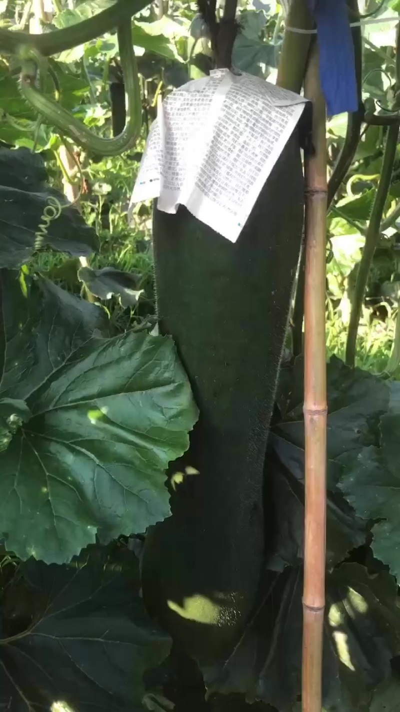 瑞丰888吊冬瓜