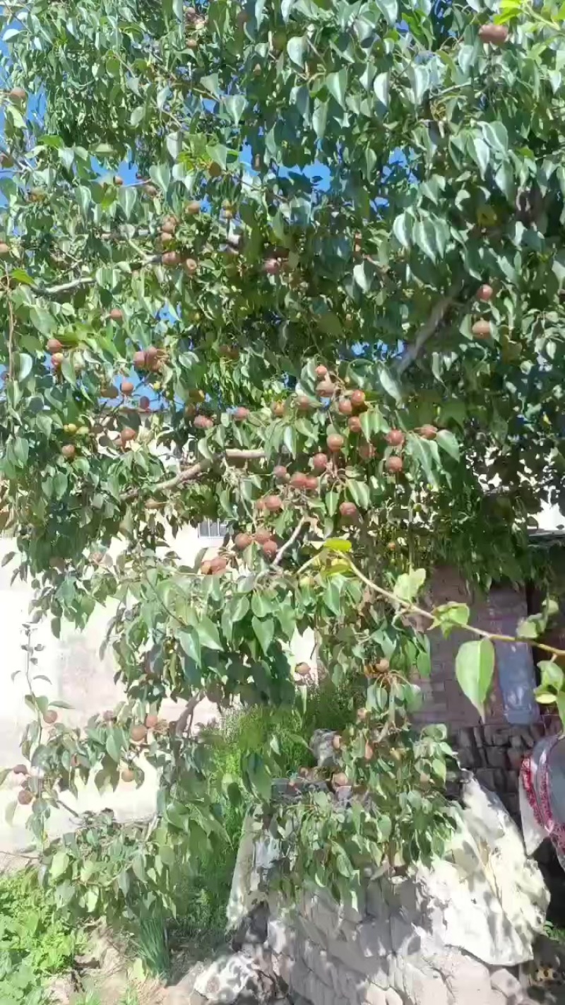 酸甜可口的桃杏